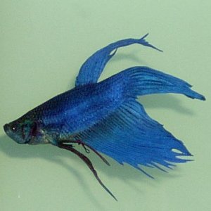 betta1.JPG