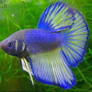 betta patch.jpg