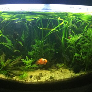 36gal planted.JPG