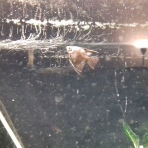 Angel Fish.jpg