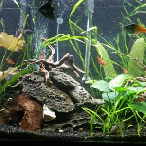 55 gallon angels.jpg
