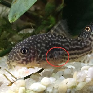 cory 1 - left.JPG