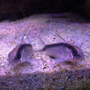 fish5.jpg