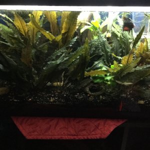 DT spawning tank.JPG