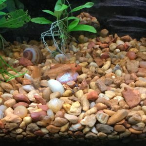 red pleco.JPG