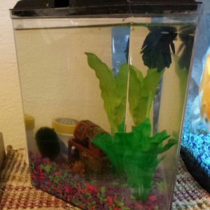 2018-02-01_07.41.48[1].jpg