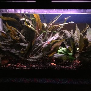 Otabek's tank 10-26-17.JPG
