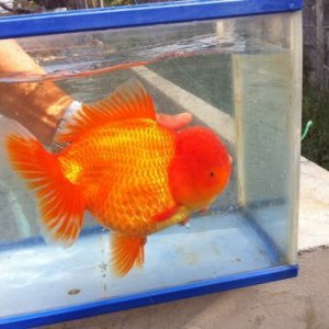 oranda-goldfish.jpg
