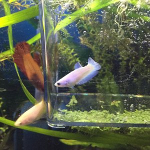 white halfmoon female 2.JPG