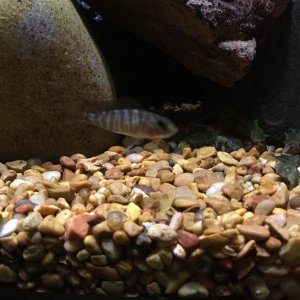 peacock ahli hybrid fry.JPG