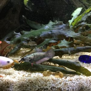 Coper HM female 3-10-18.JPG