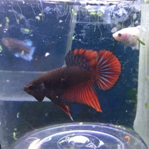 Red plakat flare.JPG