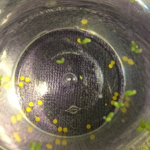 Stray bristlenose pleco eggs.JPG