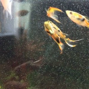 fishes endelr.jpg