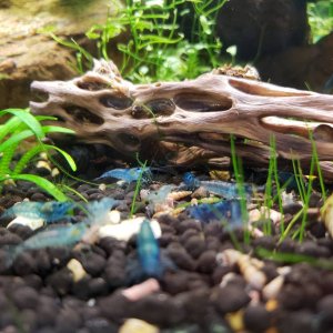 rsz_2018blueshrimp.jpg