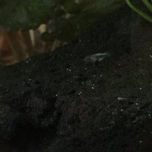 blue F2 fryB 6-13-18.JPG