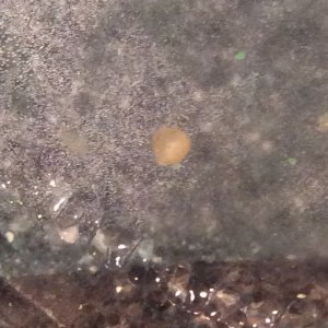 Cory eggs 4.JPG