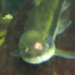 sick fish.jpg