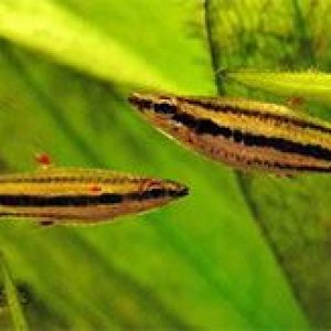 Nannostomus_trifasciatus5.jpg