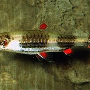 Nannostomus_trifasciatus3.jpg