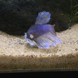 Betta tumor-cyst.JPG