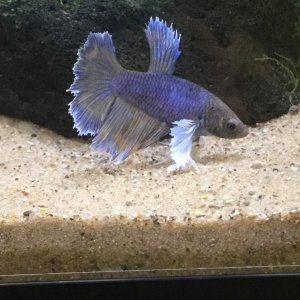 Dumbo halfmoon female betta.JPG
