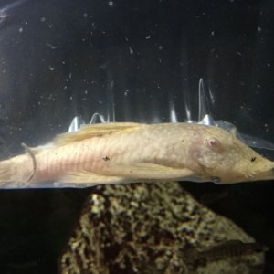 adult albino BN3.JPG