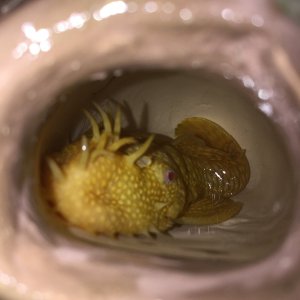 Male BN pleco in cave.JPG