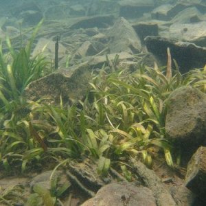 tanganyika-plants.jpg