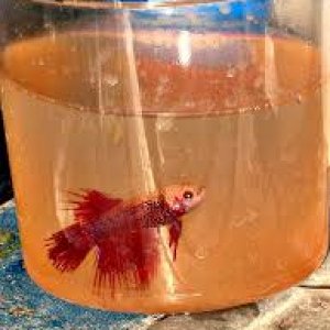 betta 45.jpg