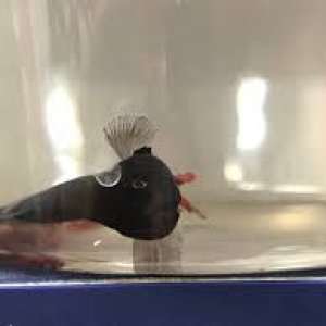 betta9.jpg