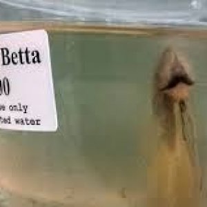 betta589.jpg