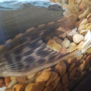 pleco-2019.jpg