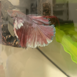 Betta Image Correct .png