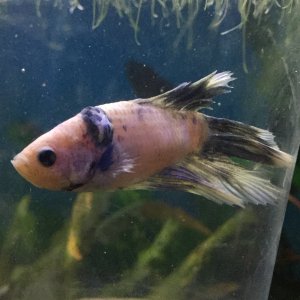male betta growth.JPG