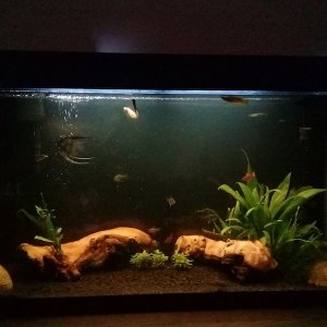 aquarium3-319.jpg
