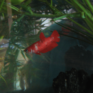 Koi March 2019.PNG