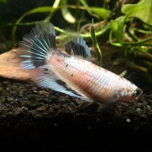 queenie-1.jpg