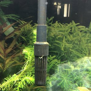 Algae1.jpg