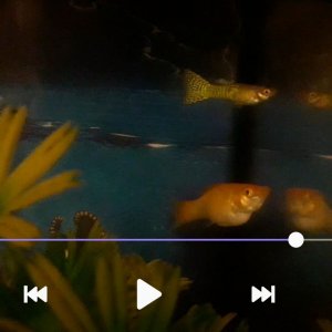 Screenshot_20190519-222154_Video Player.jpg
