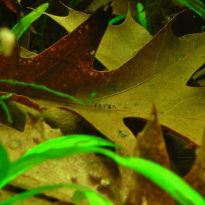Corydoras pygmaeus fry week after hatching.JPG