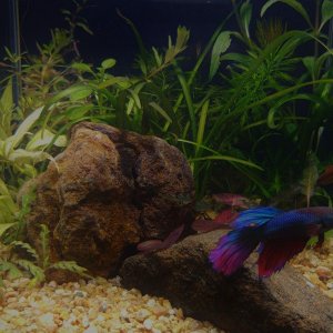 FISH TANKNEW.jpg