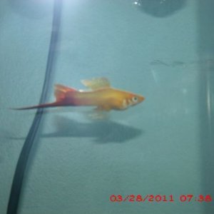 FISH 2.JPG