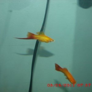 FISH 3.JPG