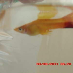 fish 8.JPG