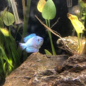 Fish - Powder Blue Goumii.JPG