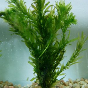 Egeria densa2.jpg