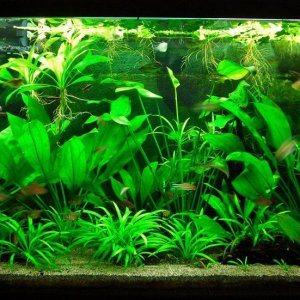 115g May 27-14.JPG