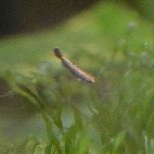 fry3.jpg