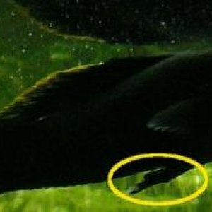 black-molly-male.jpg